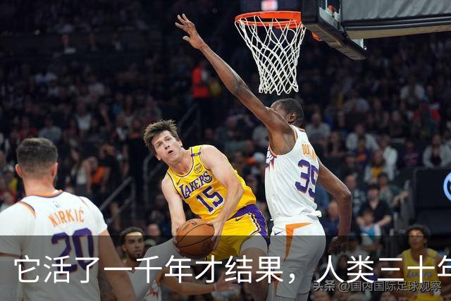 它活了一千年才结果,人类三十年砍光,消失的秘密至今无人能解